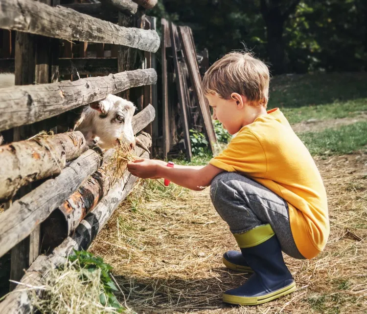 Feed my sheep