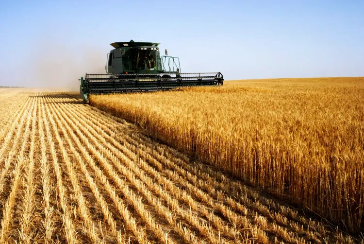 Harvest Time