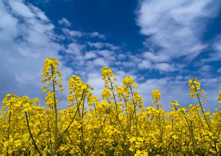 Mustard Seed (Part Two)