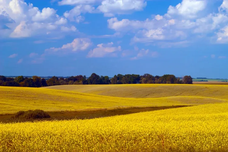 Mustard Seed (Part Three)