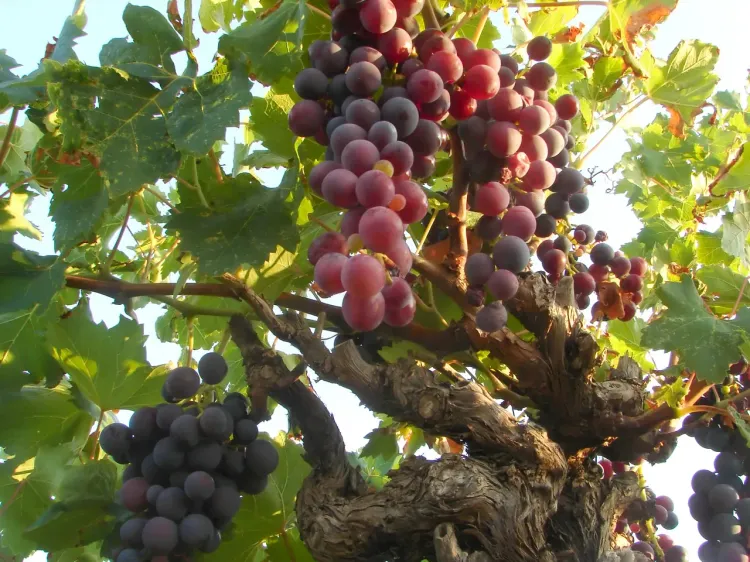 True Vine