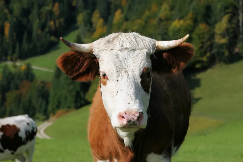 Are you Yoking in bonds? (Part Three)