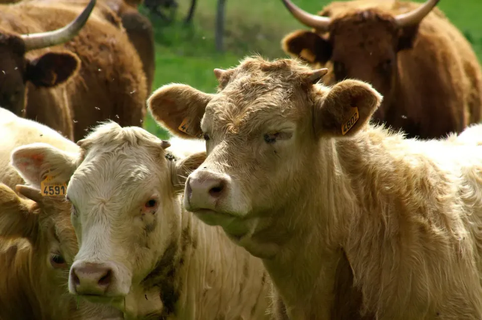 Are you Yoking with Unbelievers? (Part 2)