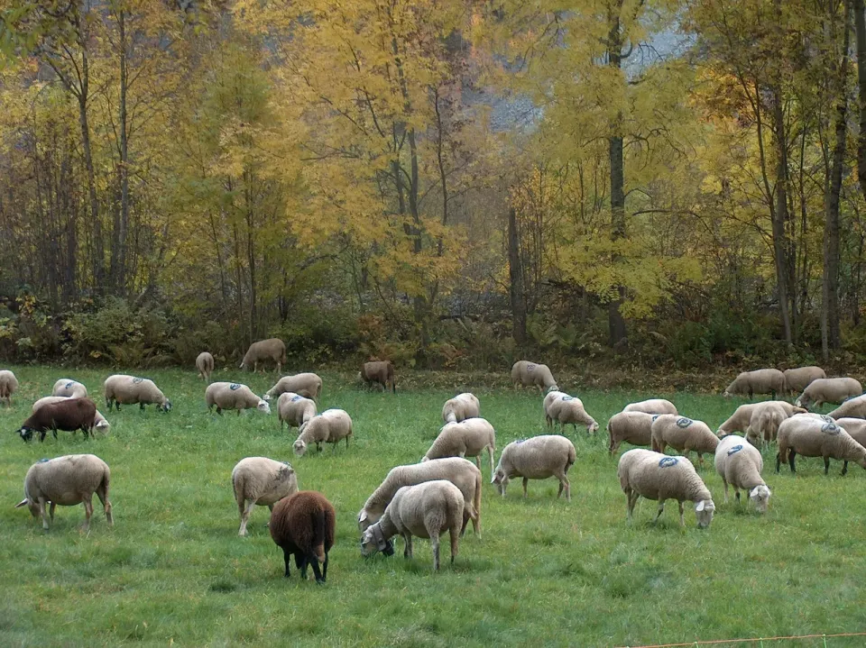 Feed My Sheep