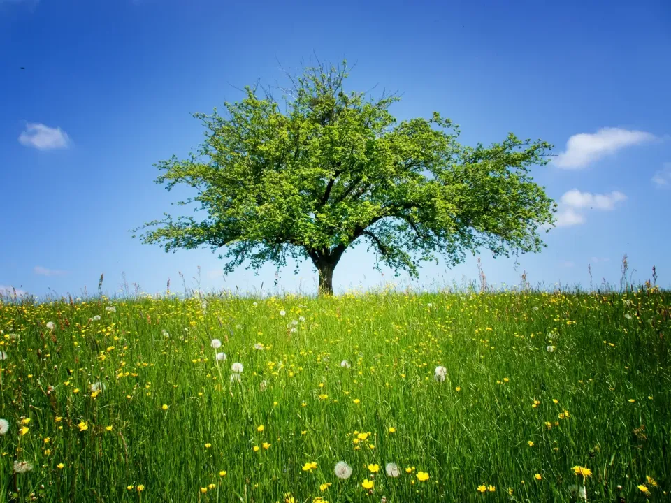 Mustard Seed (Part One)
