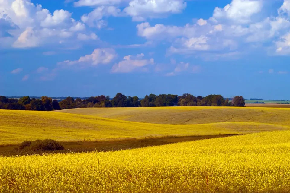 Mustard Seed (Part Three)
