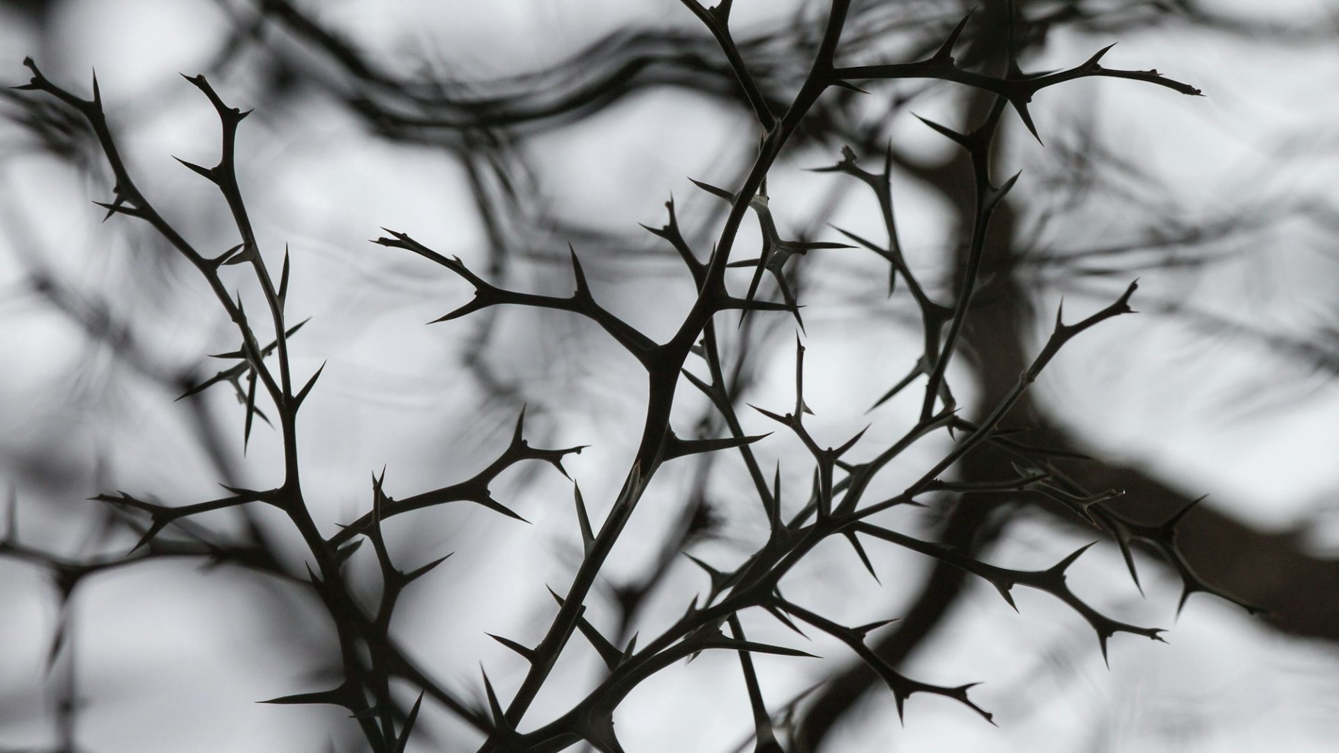 Seeds on the Thorns