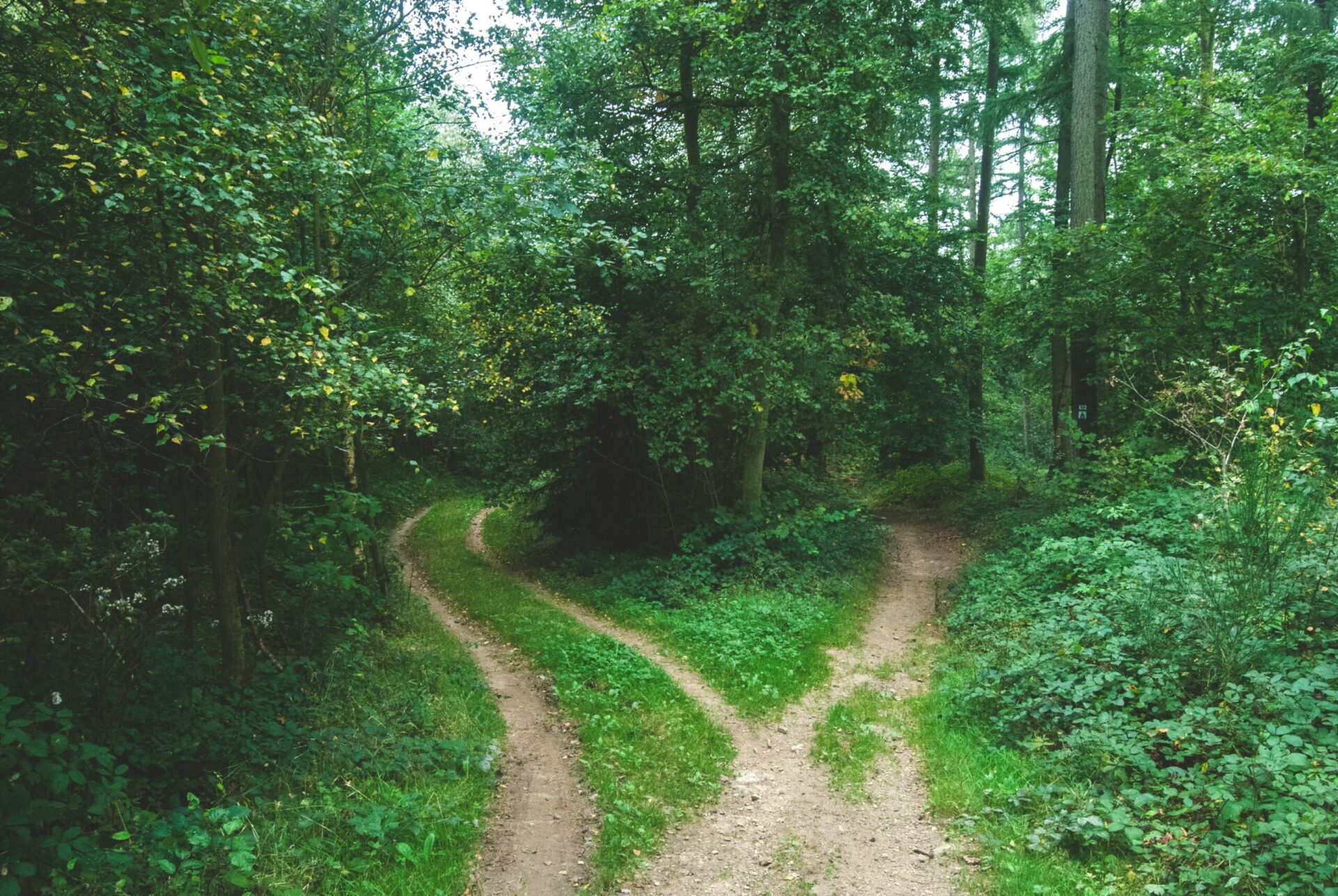 Ponder the path of life