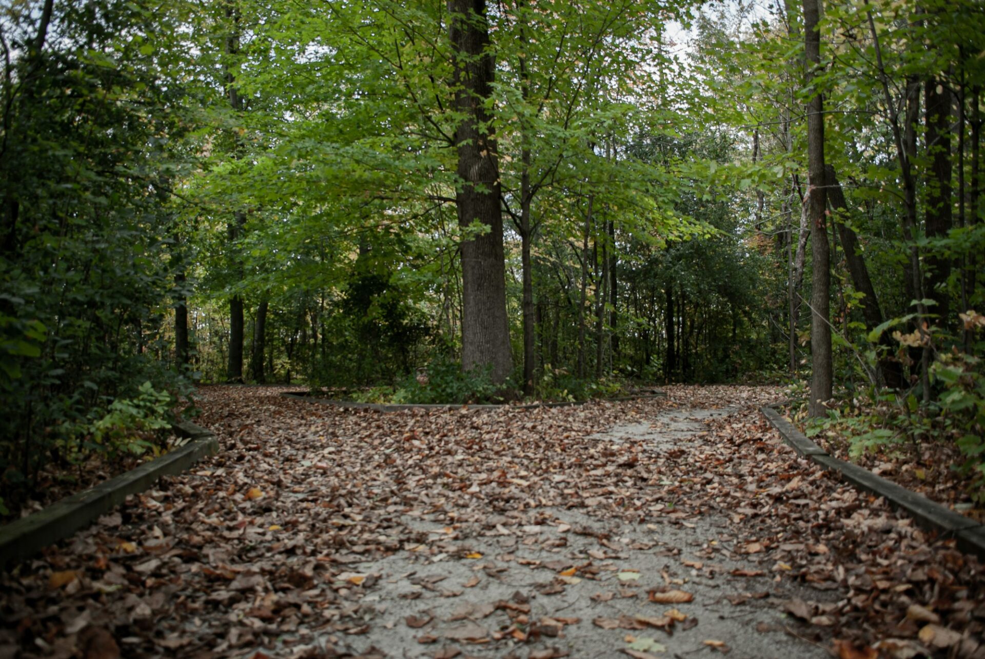 A photo of a split path surrounded by trees during the day with leaves on the ground