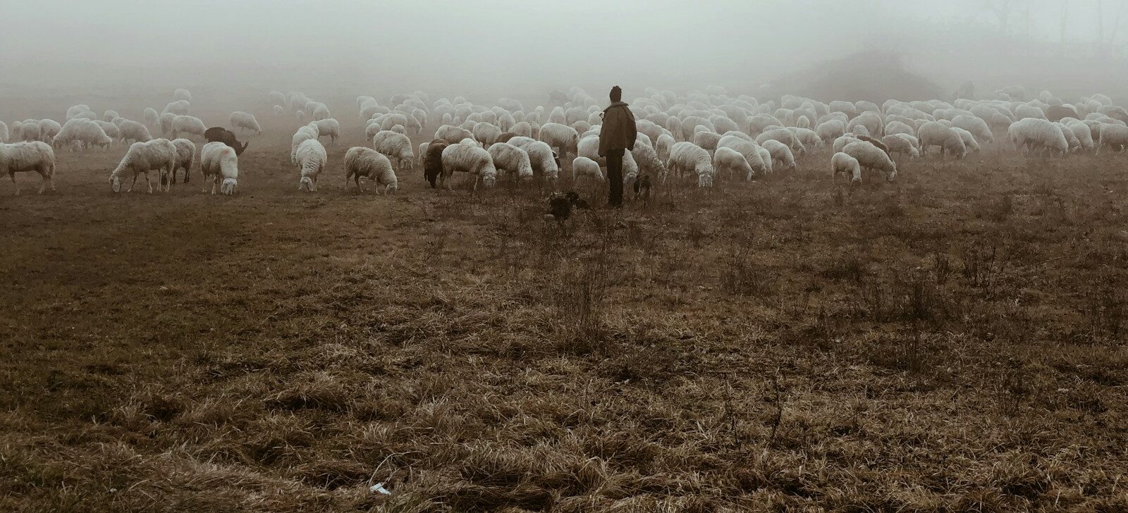 Feed My Sheep