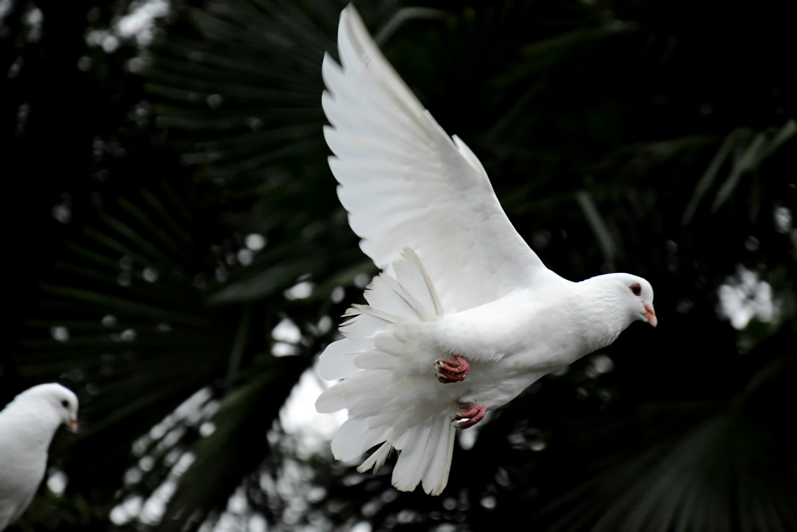 Spirit of God