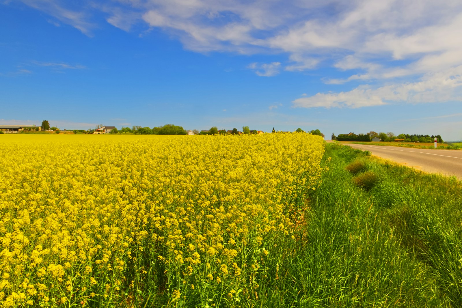 Seeds on the Wayside