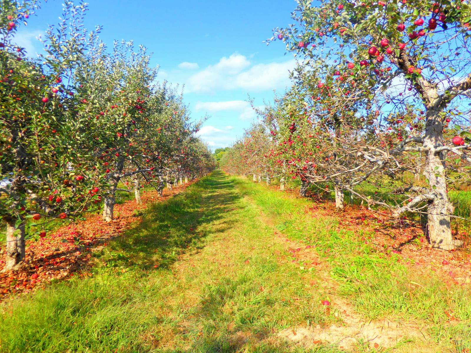 Fruits of the Spirit (part 3)