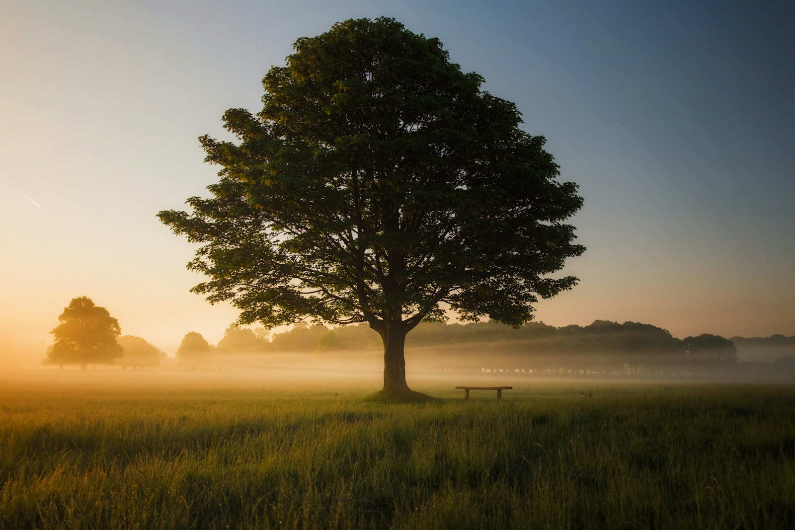 Tree of Life